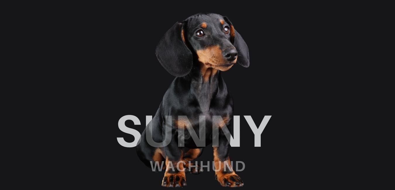 sunny-roither-wachhund-dackel-wirbelsturm